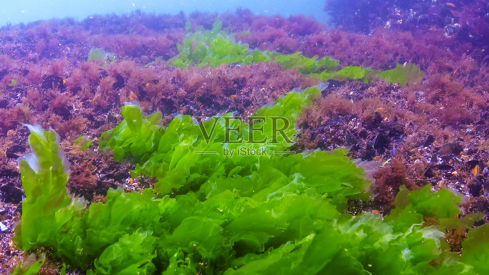 黑海水下的藻类景观，浅水区岩石上的绿藻乌拉和肠藻照片摄影图片
