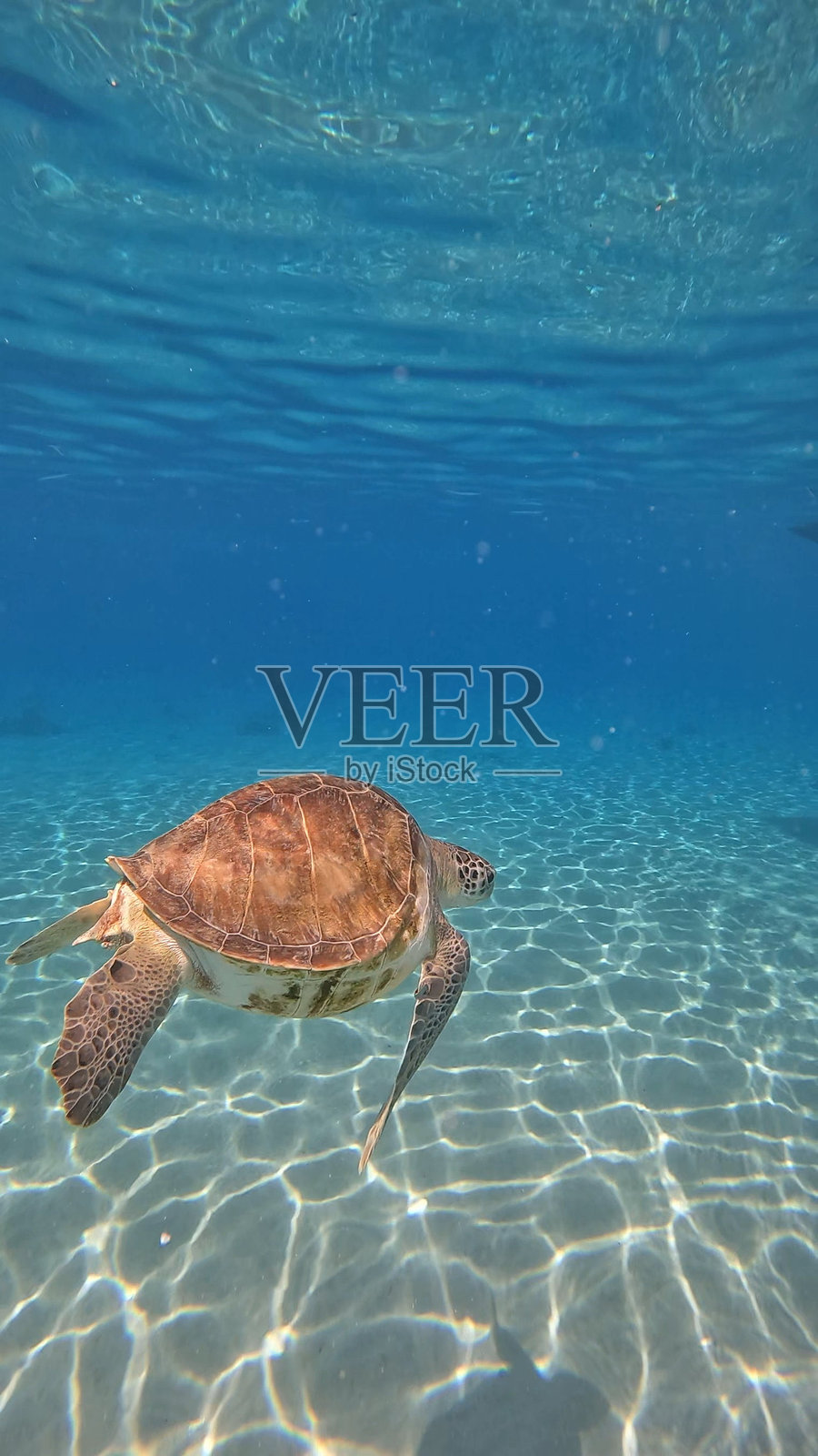 库拉索照片摄影图片