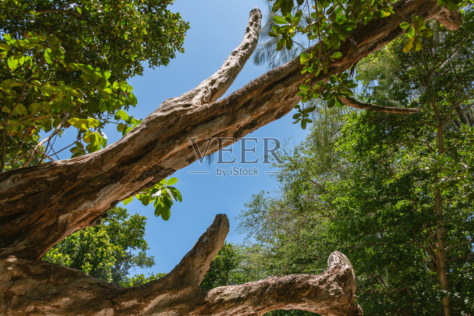 捕捉天空的一瞥照片摄影图片