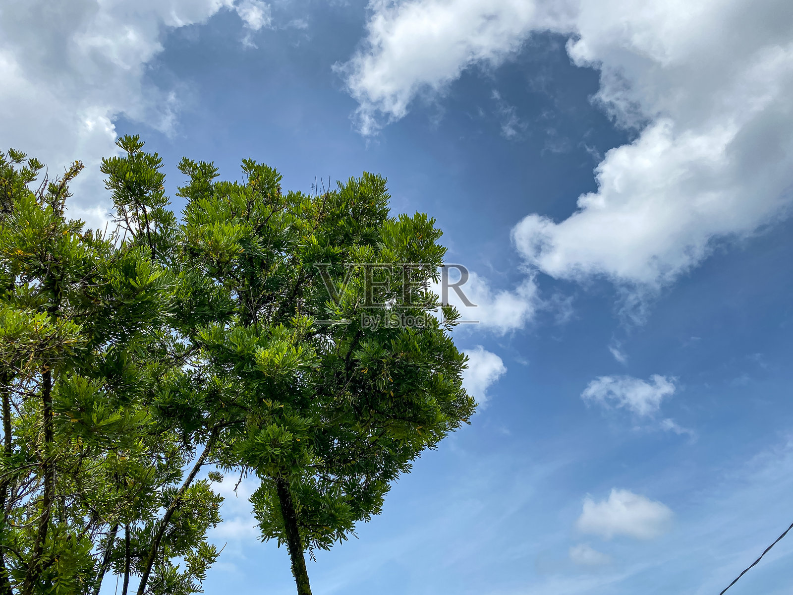 树的肖像照片摄影图片