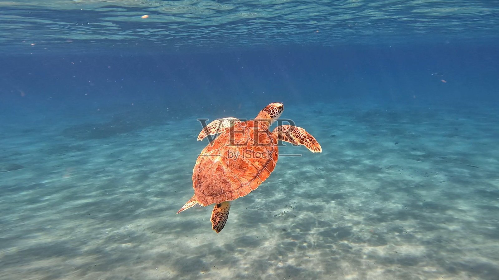 库拉索照片摄影图片