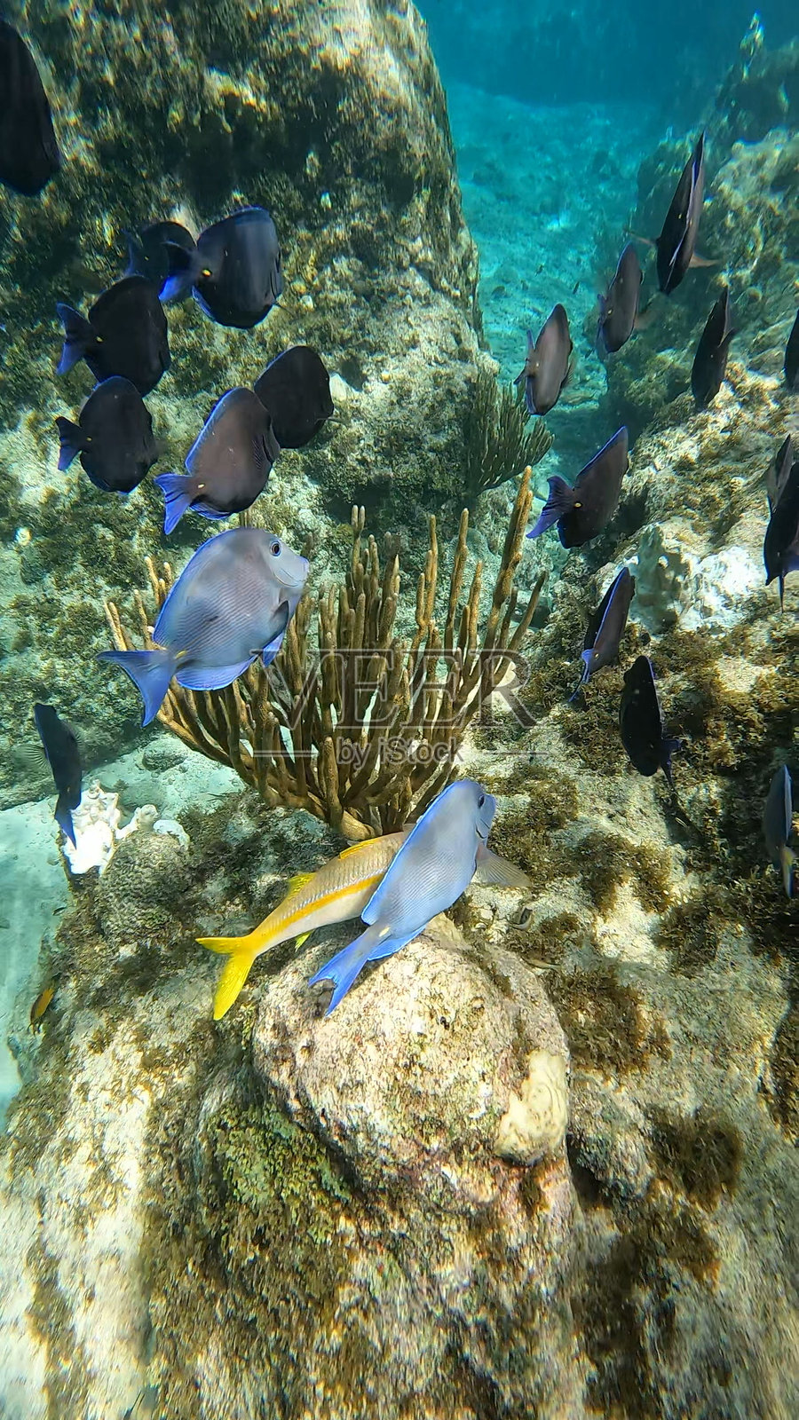 库拉索照片摄影图片