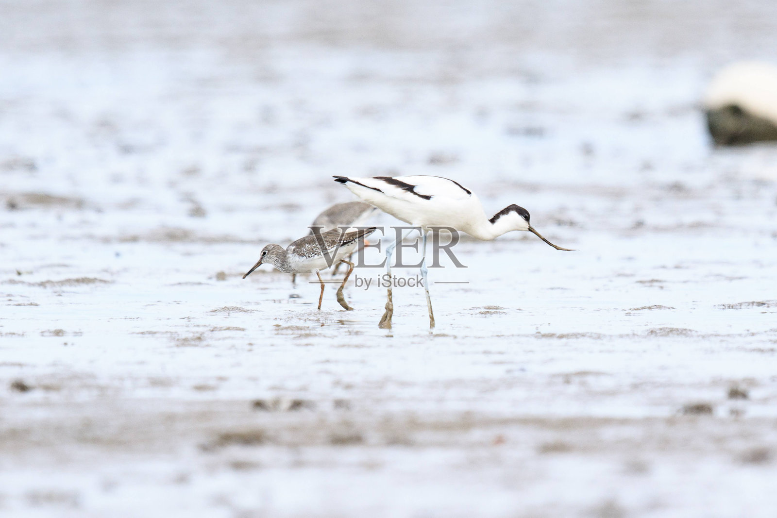 斑头雁在泥滩上与红腿鹬觅食照片摄影图片