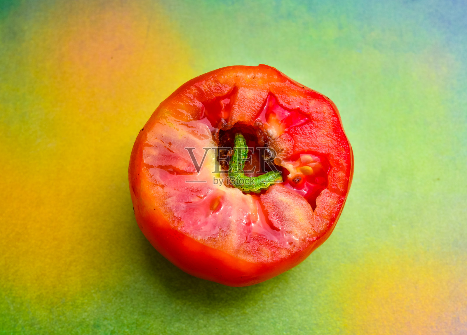 蝴蝶幼虫从内部吃西红柿，农业害虫，乌克兰照片摄影图片