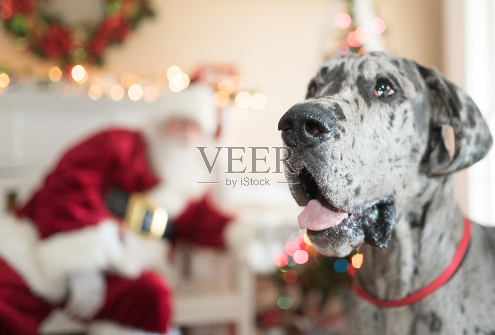 大丹犬的圣诞节照片摄影图片