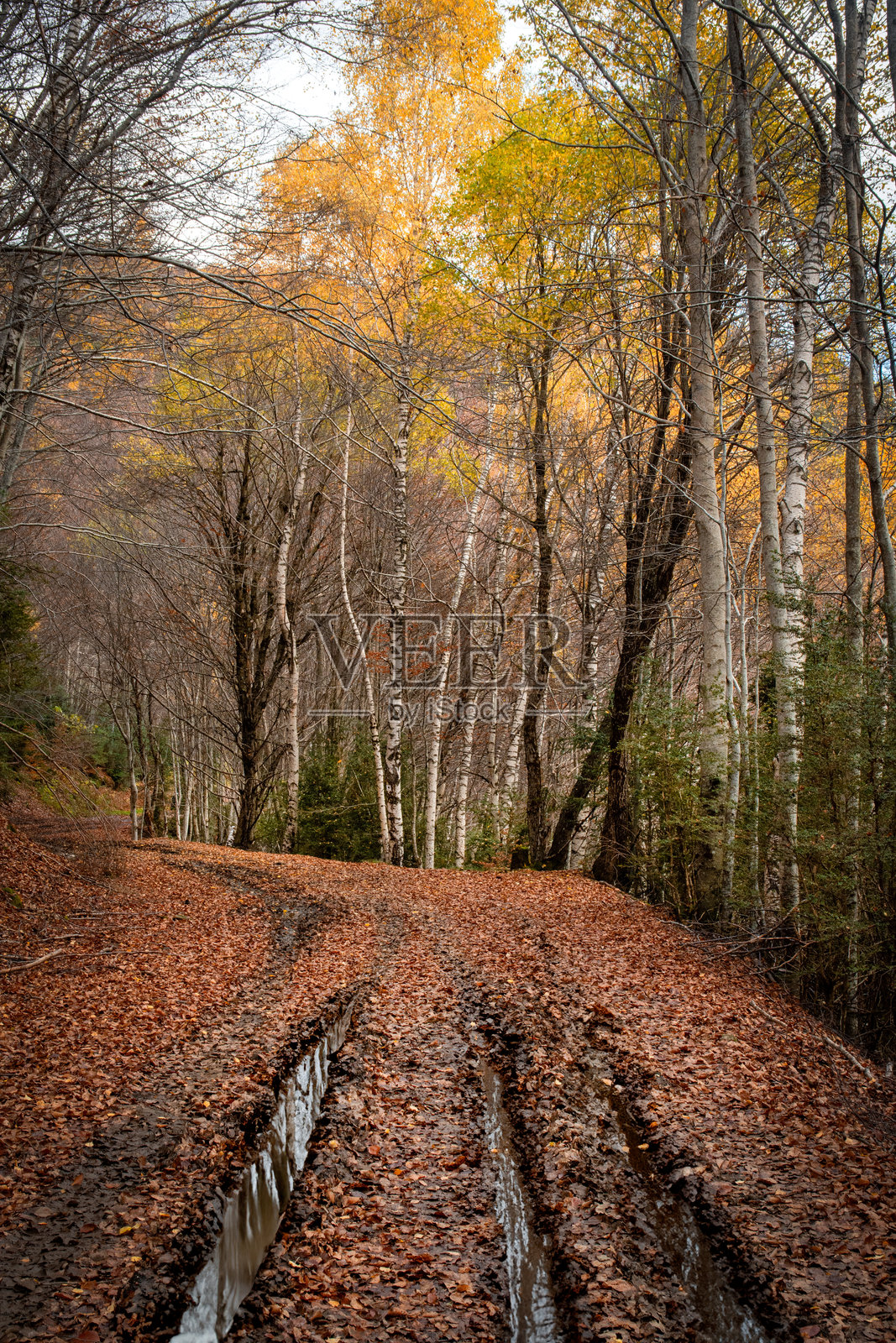 奥尔德萨和蒙特佩尔迪多国家公园照片摄影图片