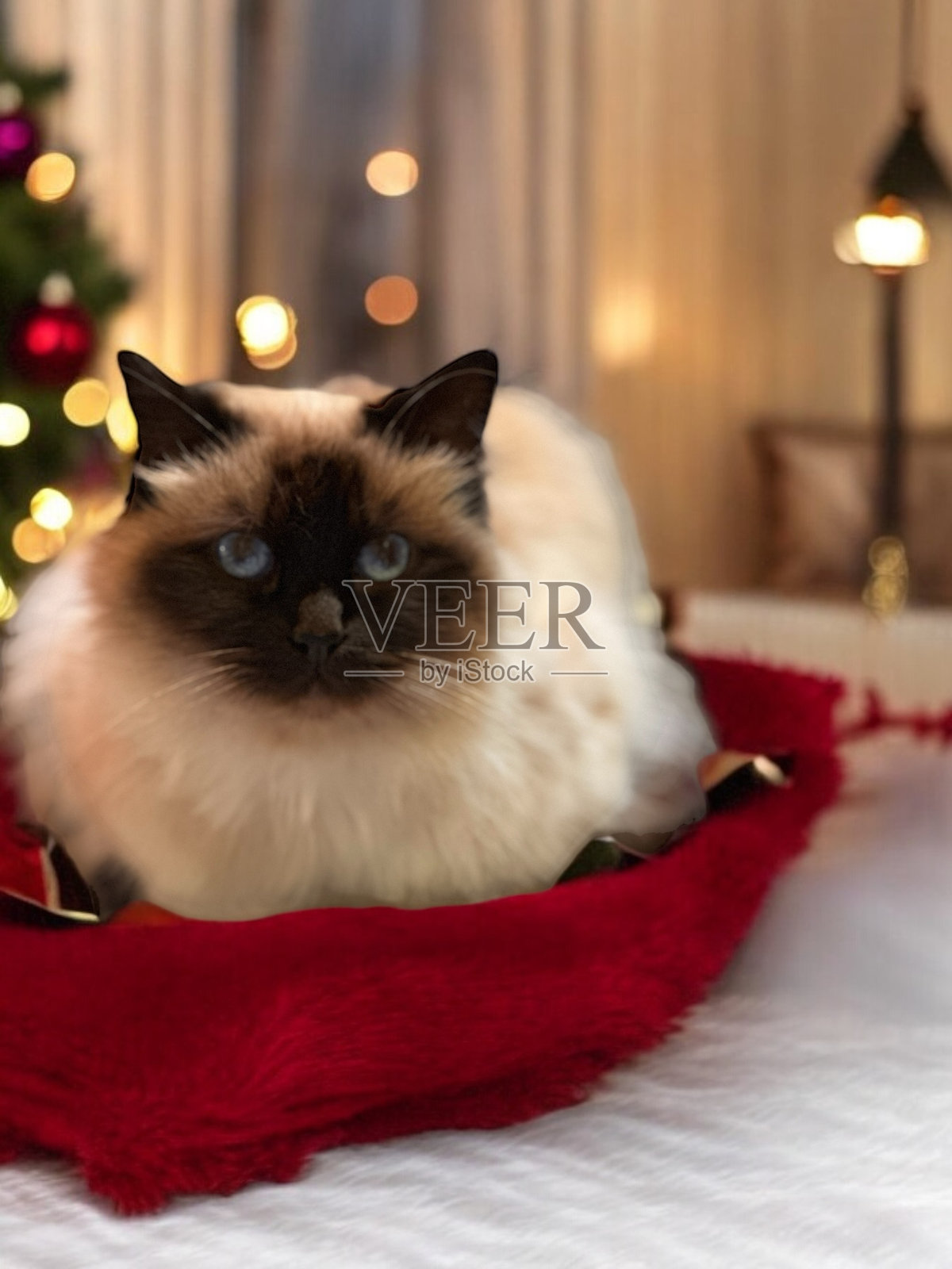 圣诞猫照片摄影图片