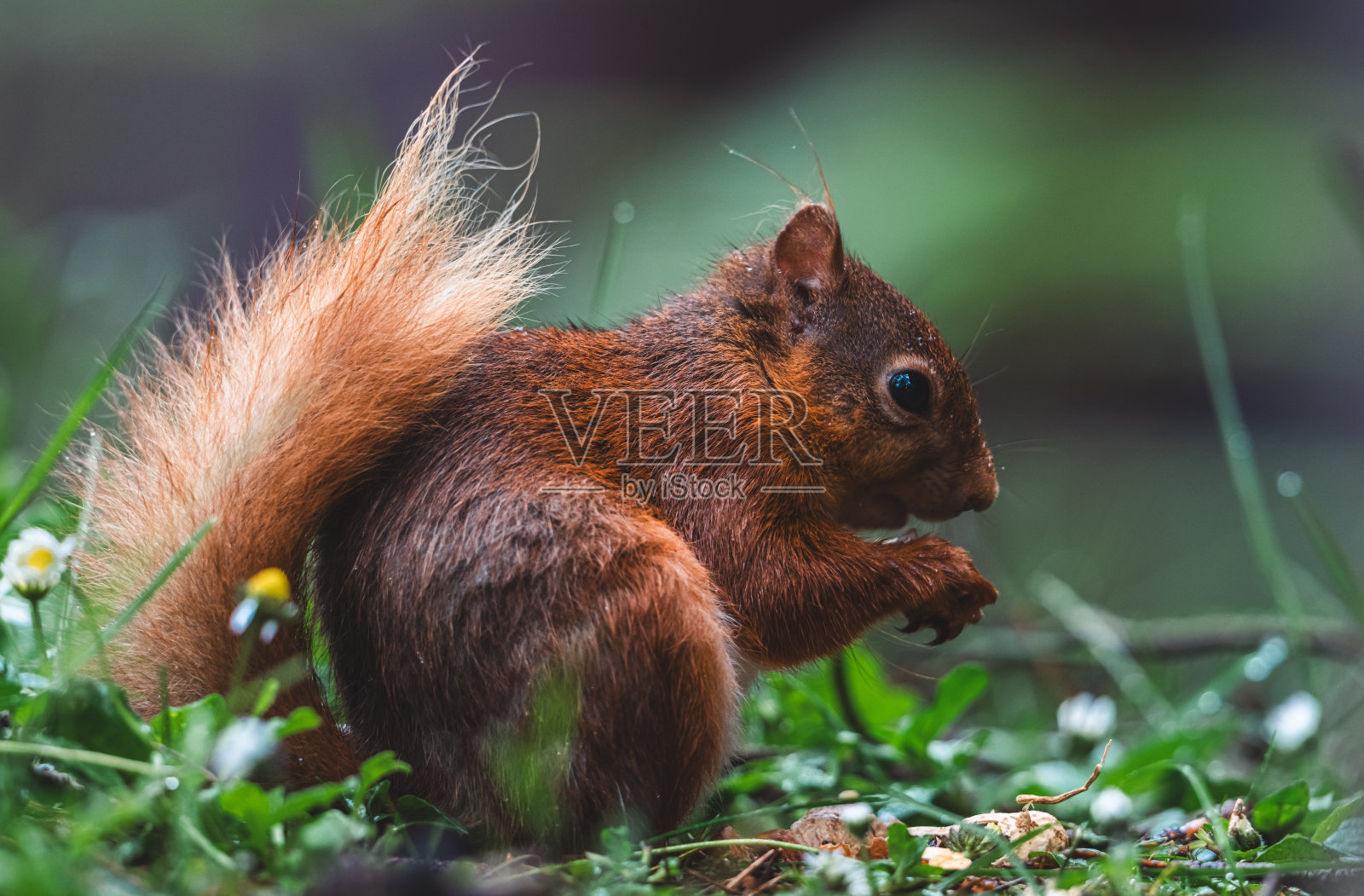 红松鼠照片摄影图片
