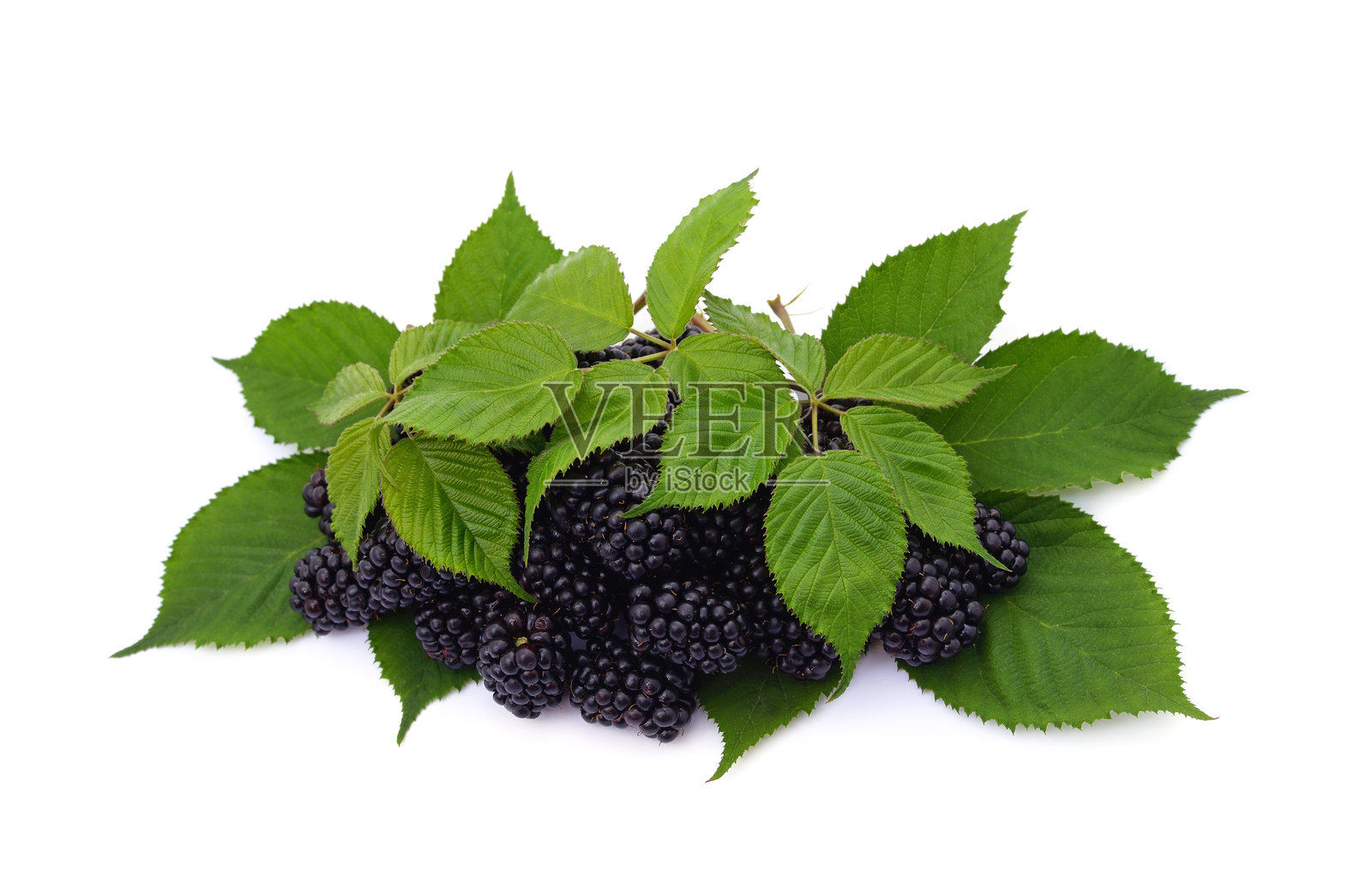 黑莓果实在绿叶上。照片摄影图片