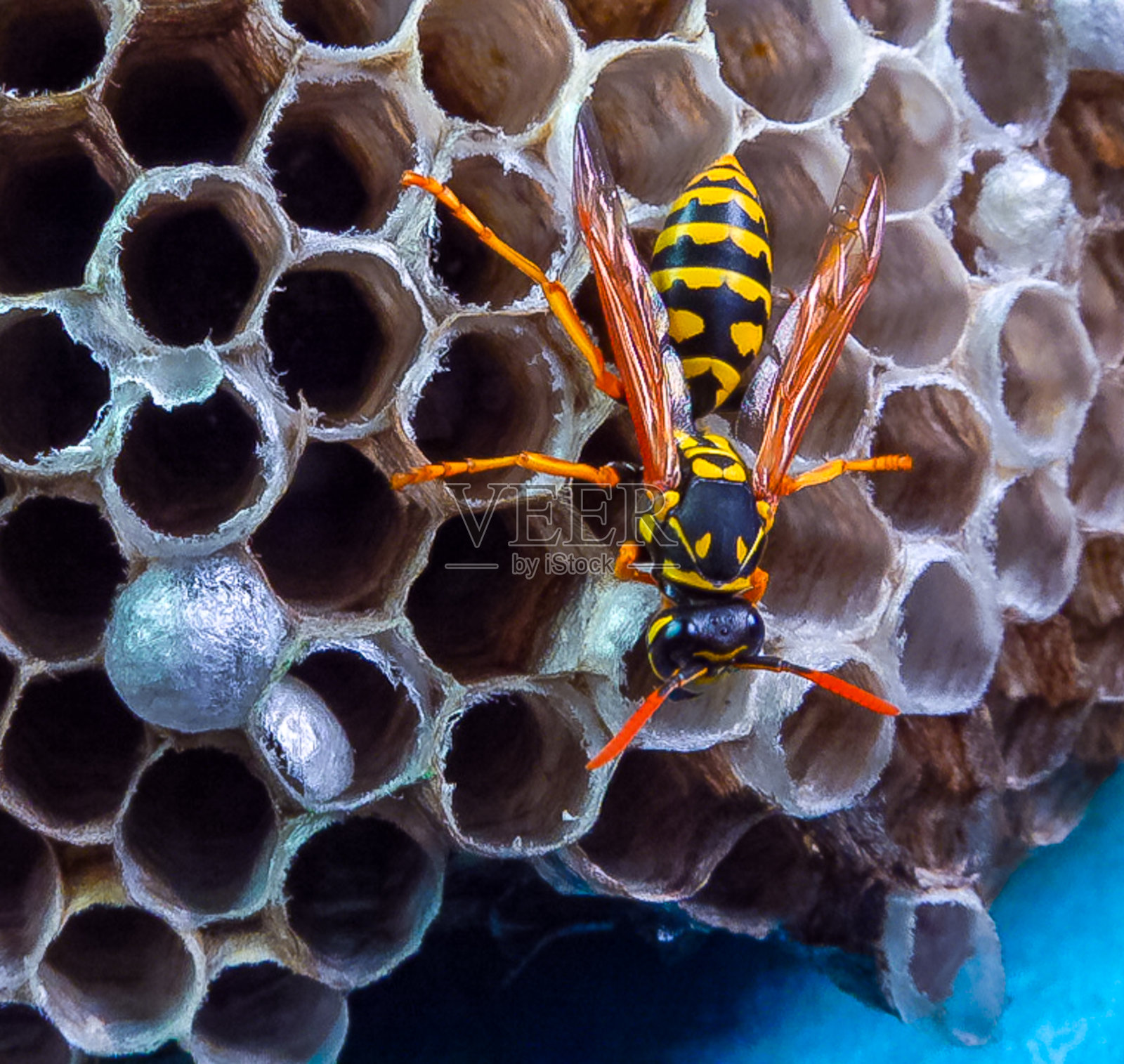 纸黄蜂 Polistes gallicus - 蜂窝中有幼虫和蛹的黄蜂巢照片摄影图片