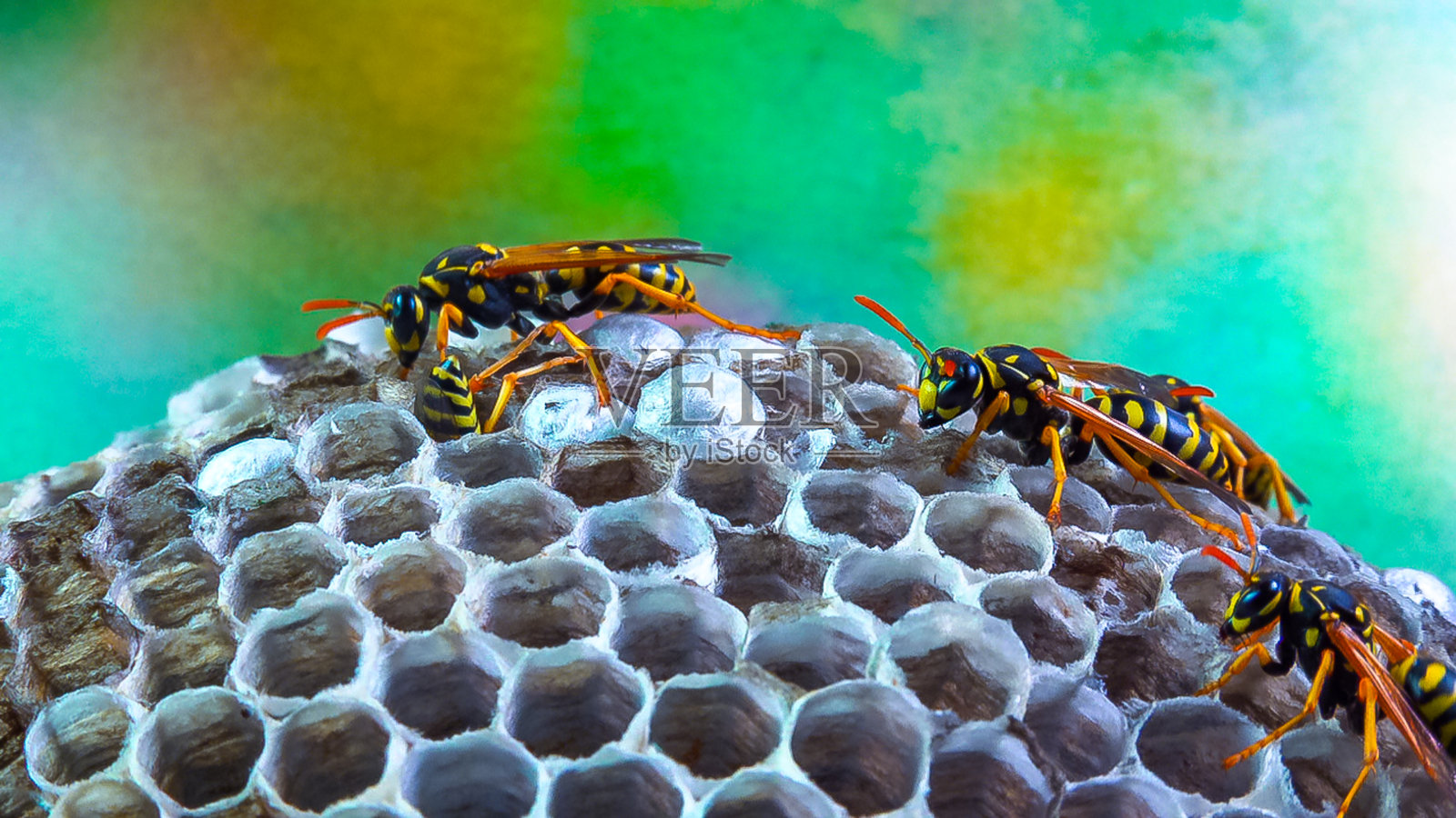 纸黄蜂 Polistes gallicus - 蜂窝中有幼虫和蛹的黄蜂巢照片摄影图片