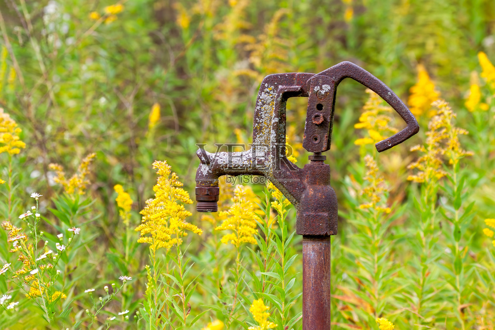 一只生锈的手动水泵在金菊花田中照片摄影图片