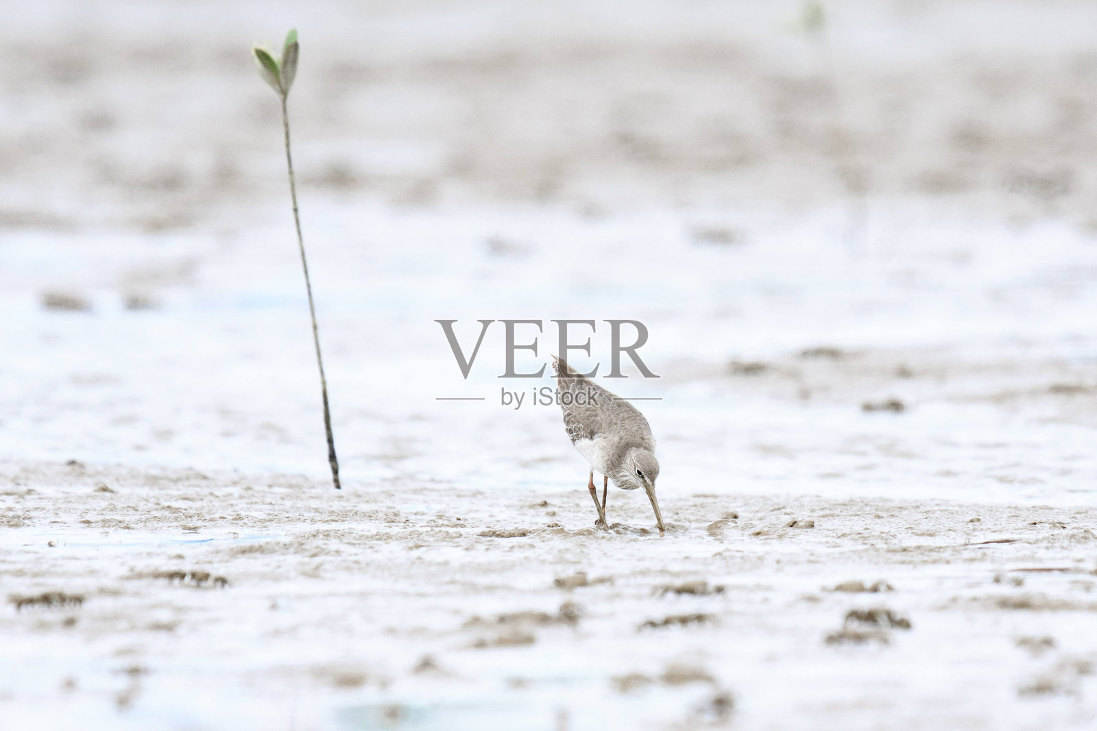 孤独的涉禽在泥滩景观中觅食照片摄影图片