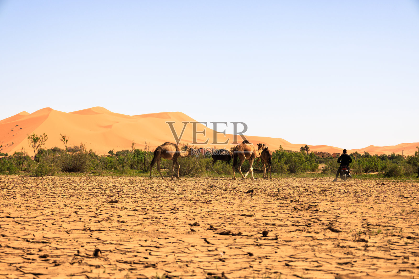 一位牧民骑着摩托车朝着一群骆驼驶去，背景是摩洛哥房屋和埃尔格·舍比沙丘。梅尔祖卡。撒哈拉沙漠。摩洛哥照片摄影图片