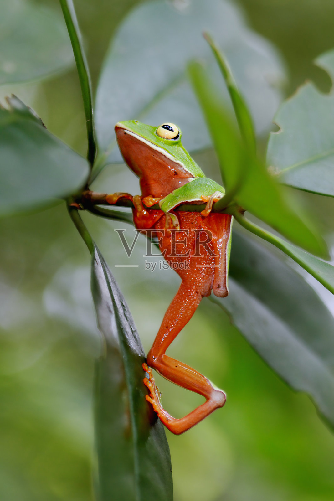 橙腹树蛙栖息在台湾新北市的一根树枝上。照片摄影图片