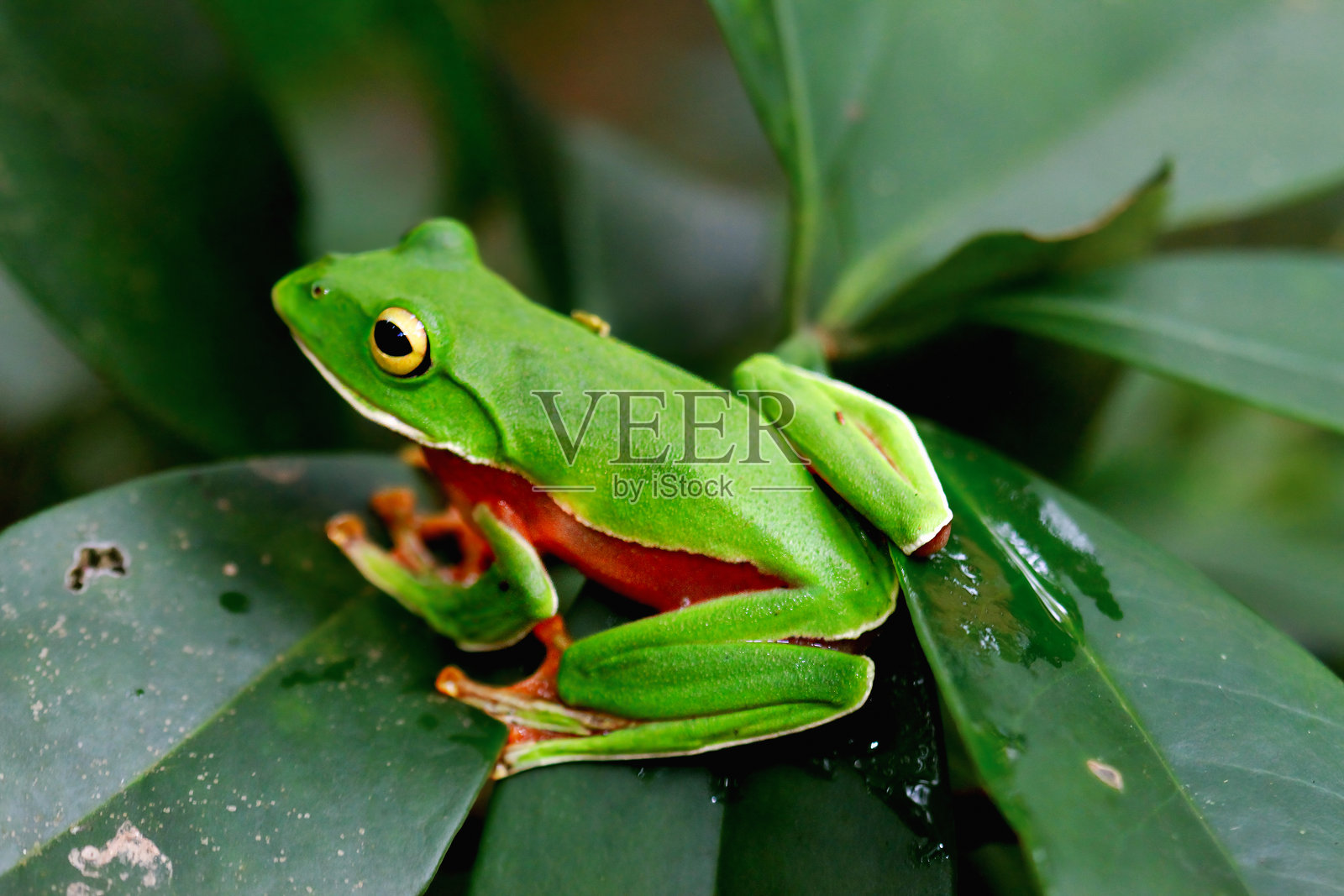 橙腹树蛙栖息在台湾新北市的一根树枝上。照片摄影图片
