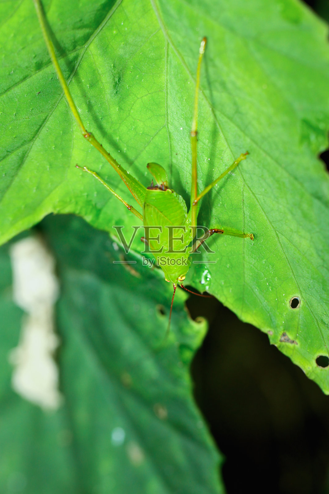 台北市叶子上的彩色蝉蜕特写。照片摄影图片