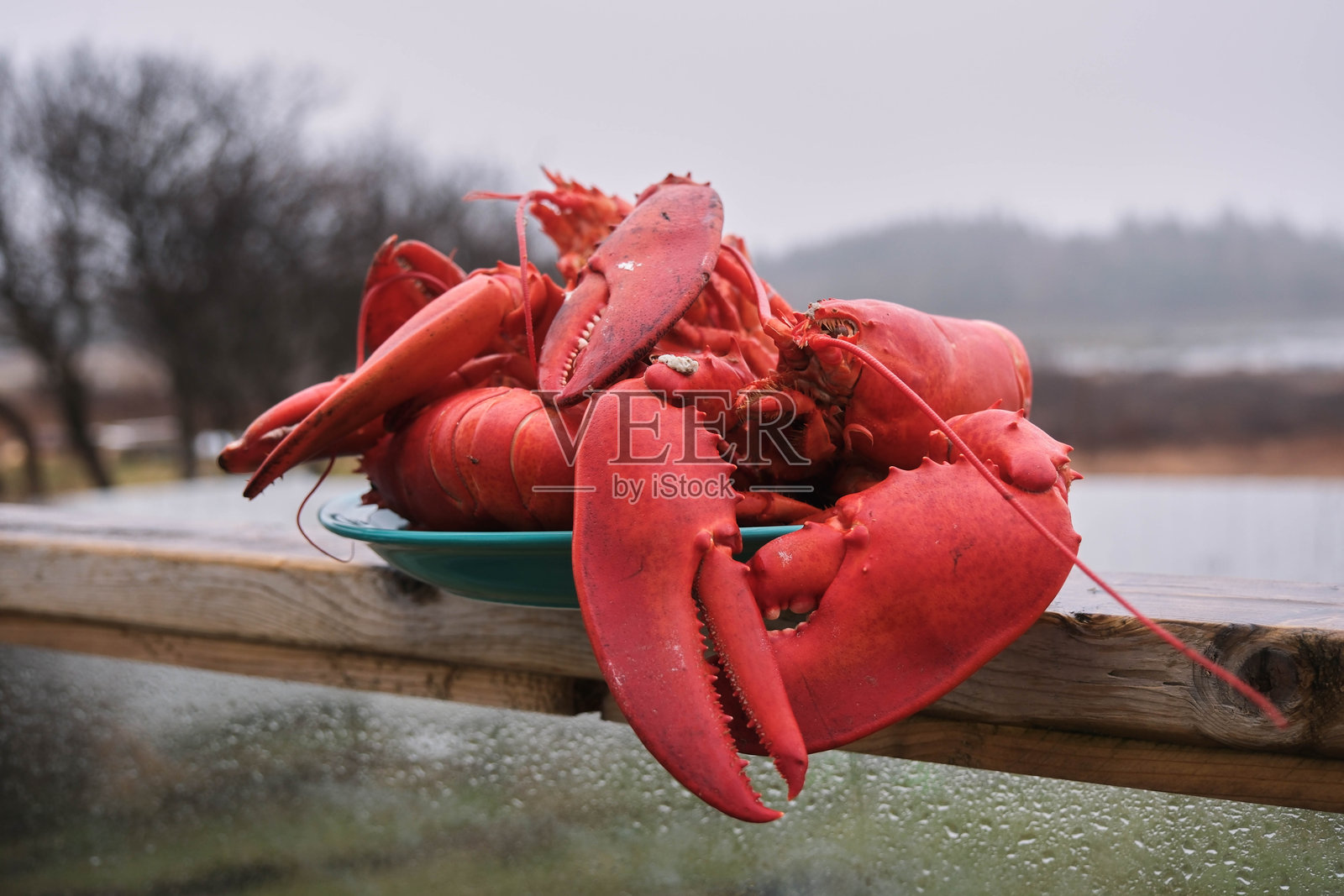 一盘煮龙虾，背景是模糊的大西洋景色照片摄影图片