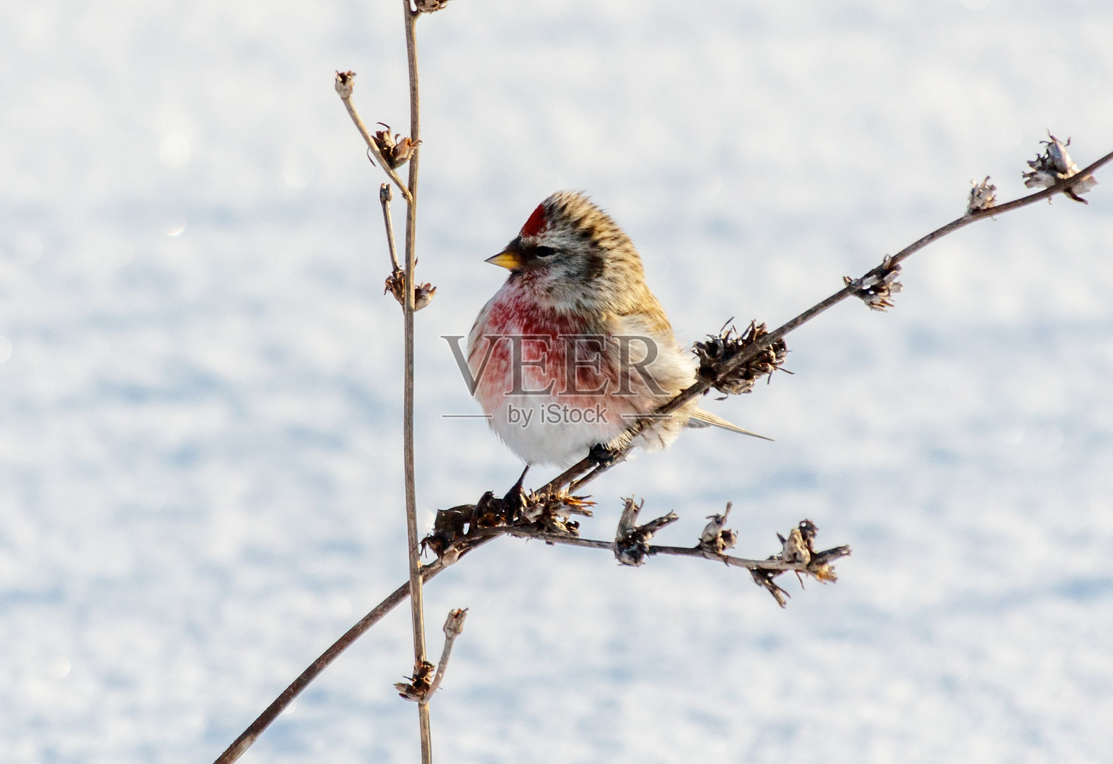 一只小鸟栖息在雪中的树枝上照片摄影图片
