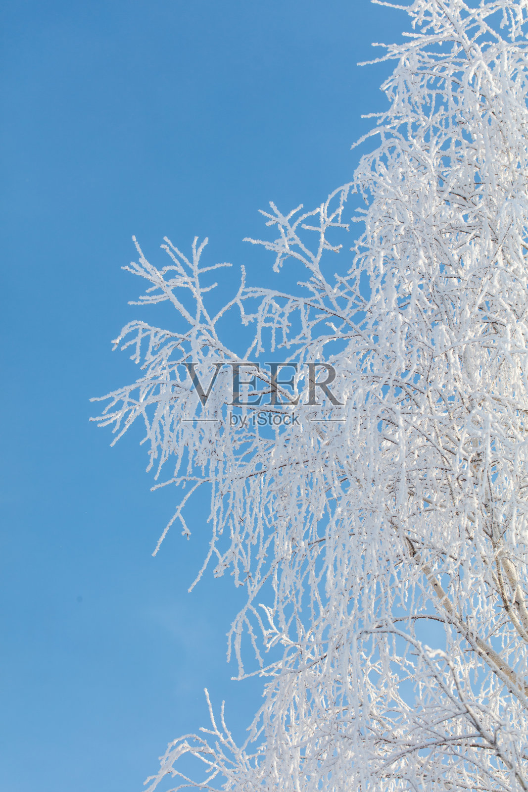 一棵树上覆盖着厚厚的雪，背景是蓝天。照片摄影图片
