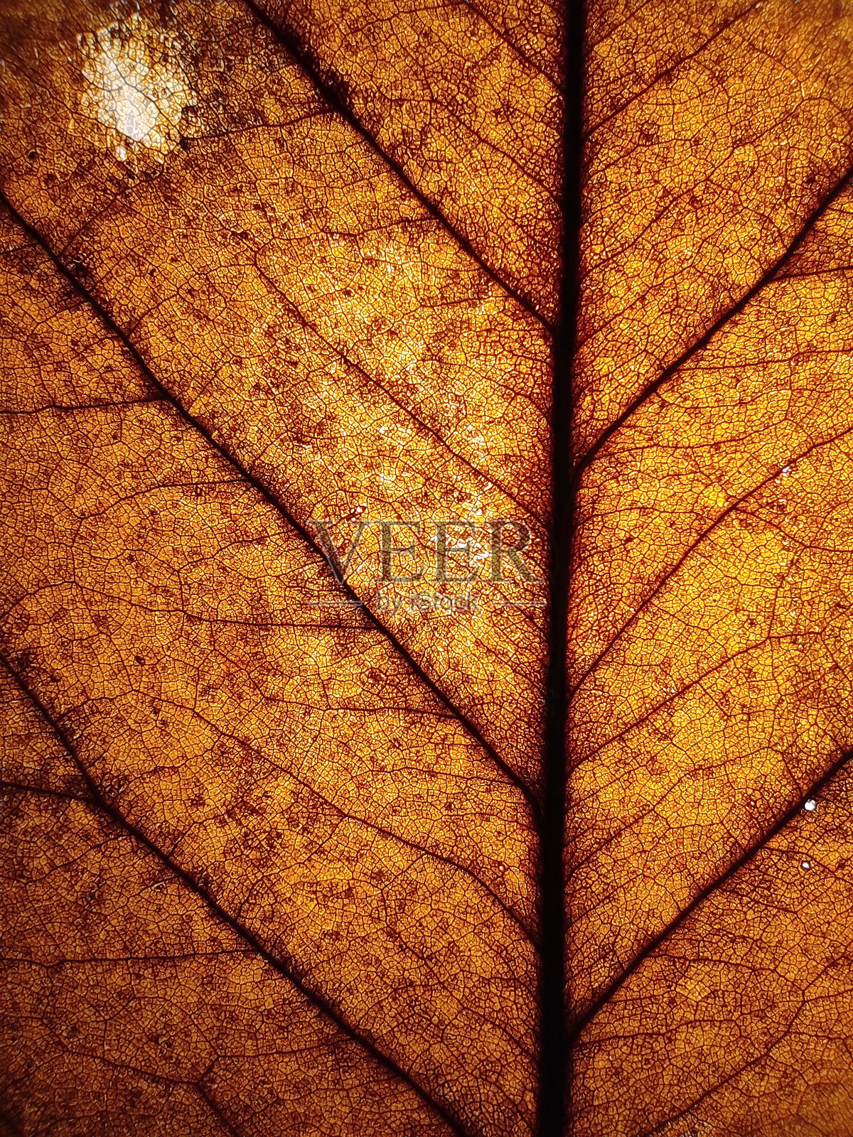 背光下的老叶子透明可见照片摄影图片