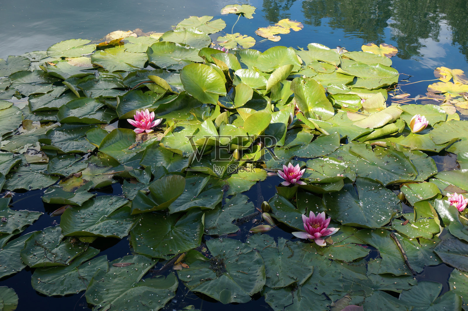 格拉斯哥，苏格兰，英国的盛开睡莲照片摄影图片