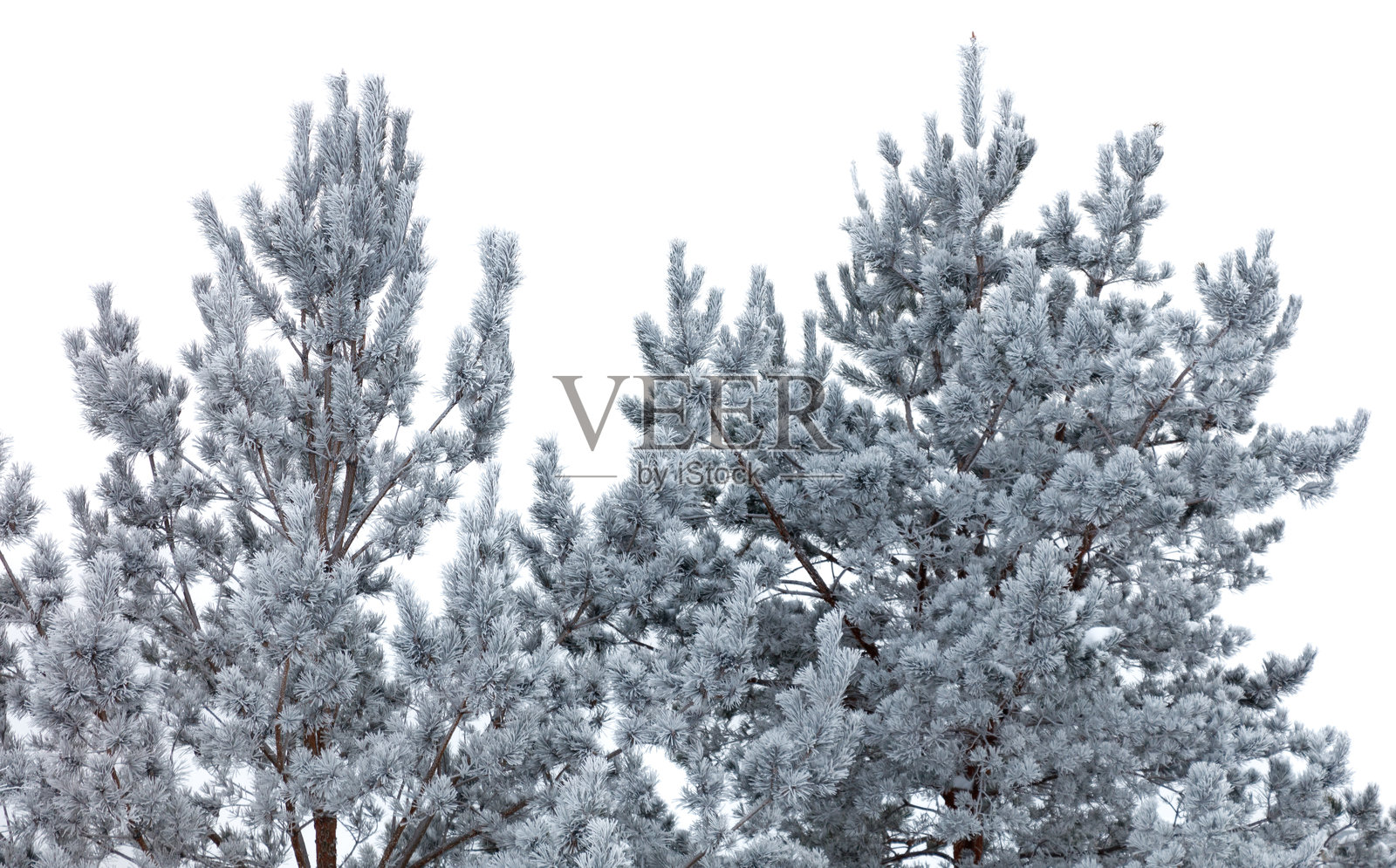 两棵被雪覆盖的常青树照片摄影图片