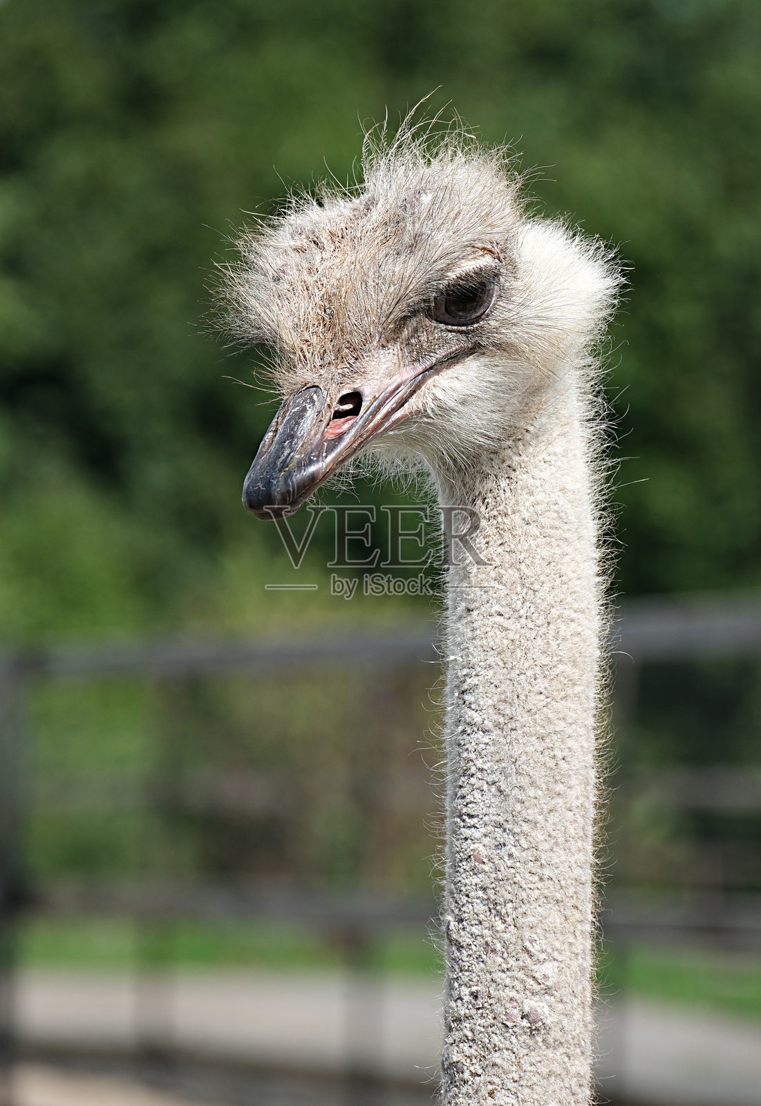 鸵鸟农场的非洲鸵鸟头特写。有趣的鸵鸟。鸵鸟的肖像照片摄影图片