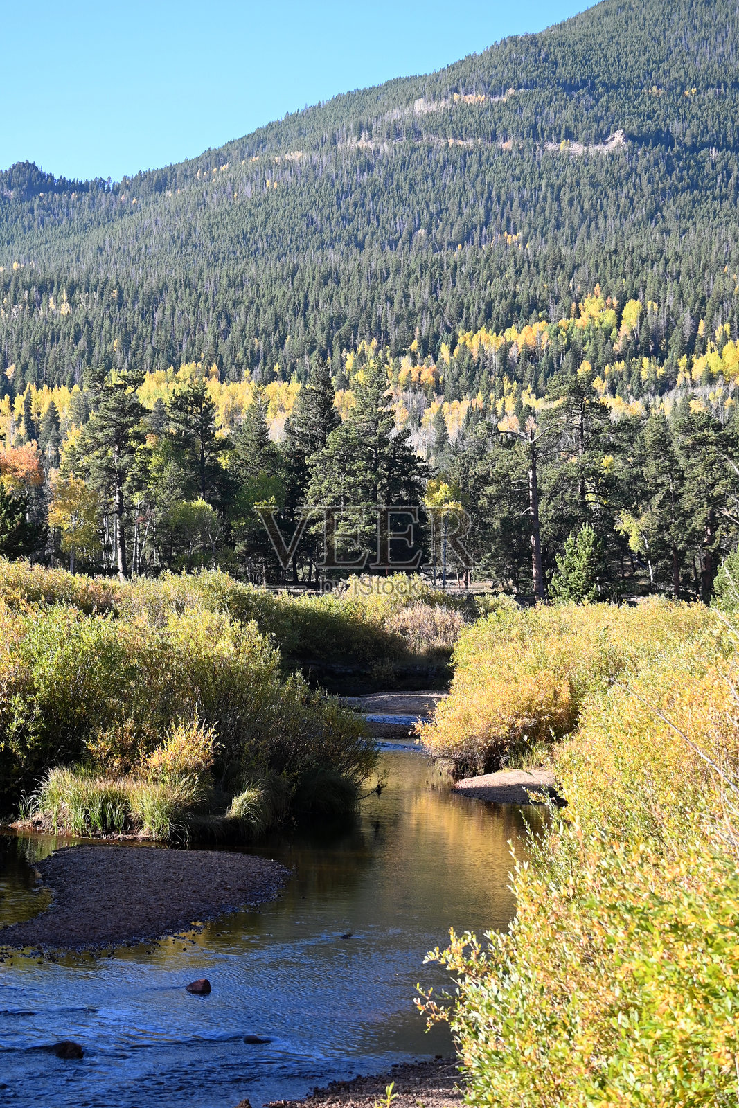 溪流穿过柳树灌木丛照片摄影图片