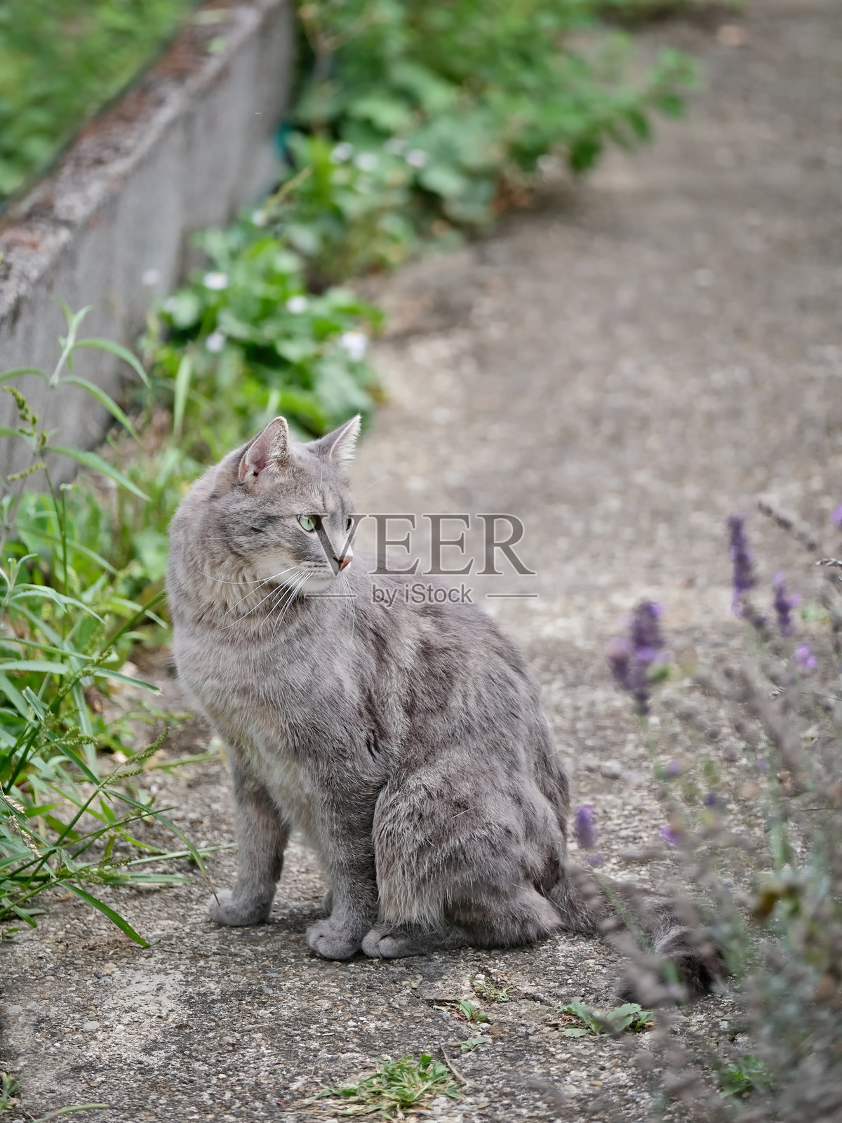 可爱的猫在花园里晒日光浴，看向别处。垂直的图像。照片摄影图片