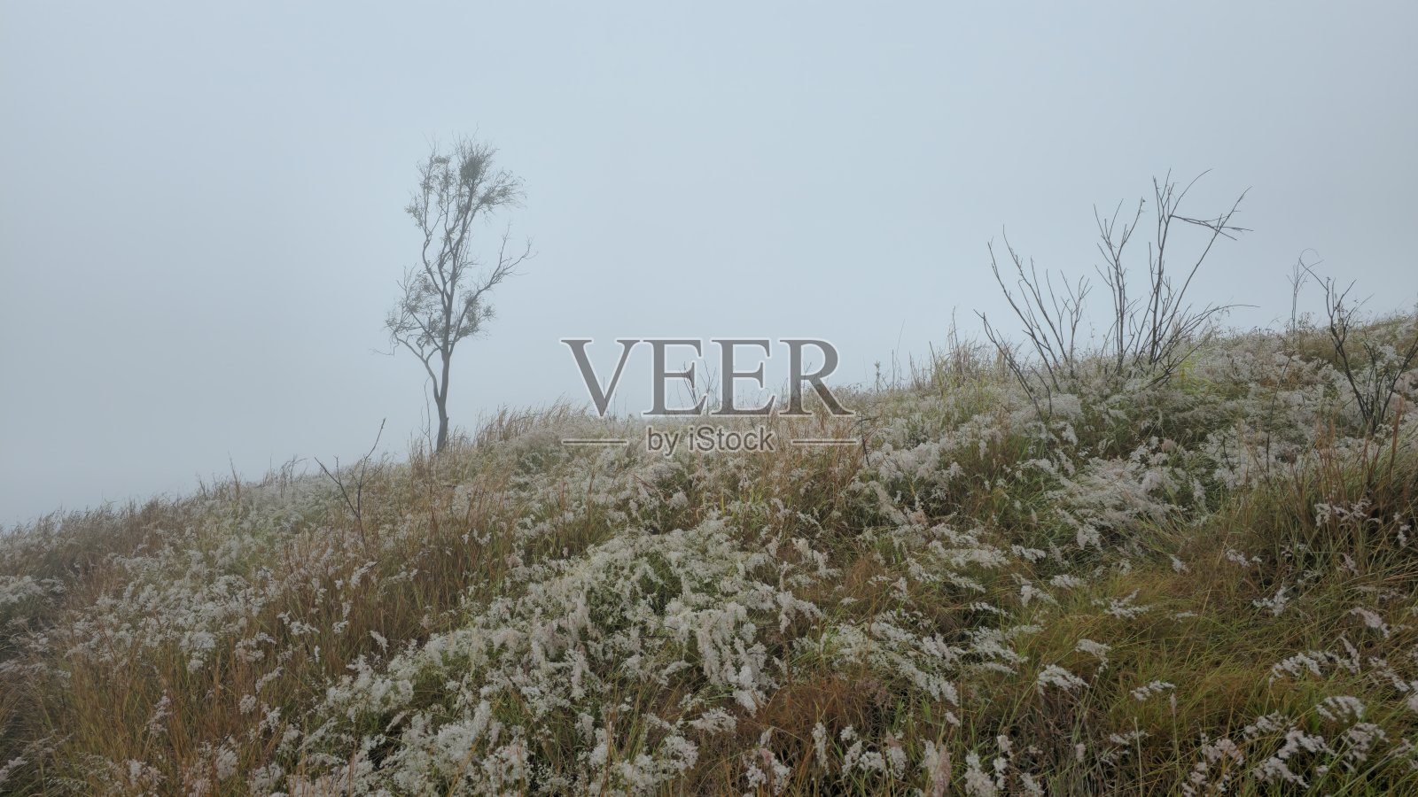 雾气弥漫的山坡上覆盖着高高的草和白色花朵。一棵孤独的树和稀疏的树枝在雾蒙蒙的天空中耸立，营造出宁静而超凡的景观。照片摄影图片