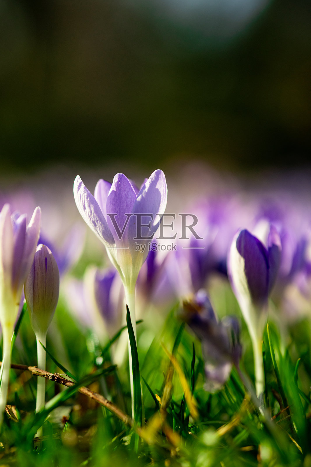 晨光下新鲜绿草上的紫色番红花特写照片摄影图片