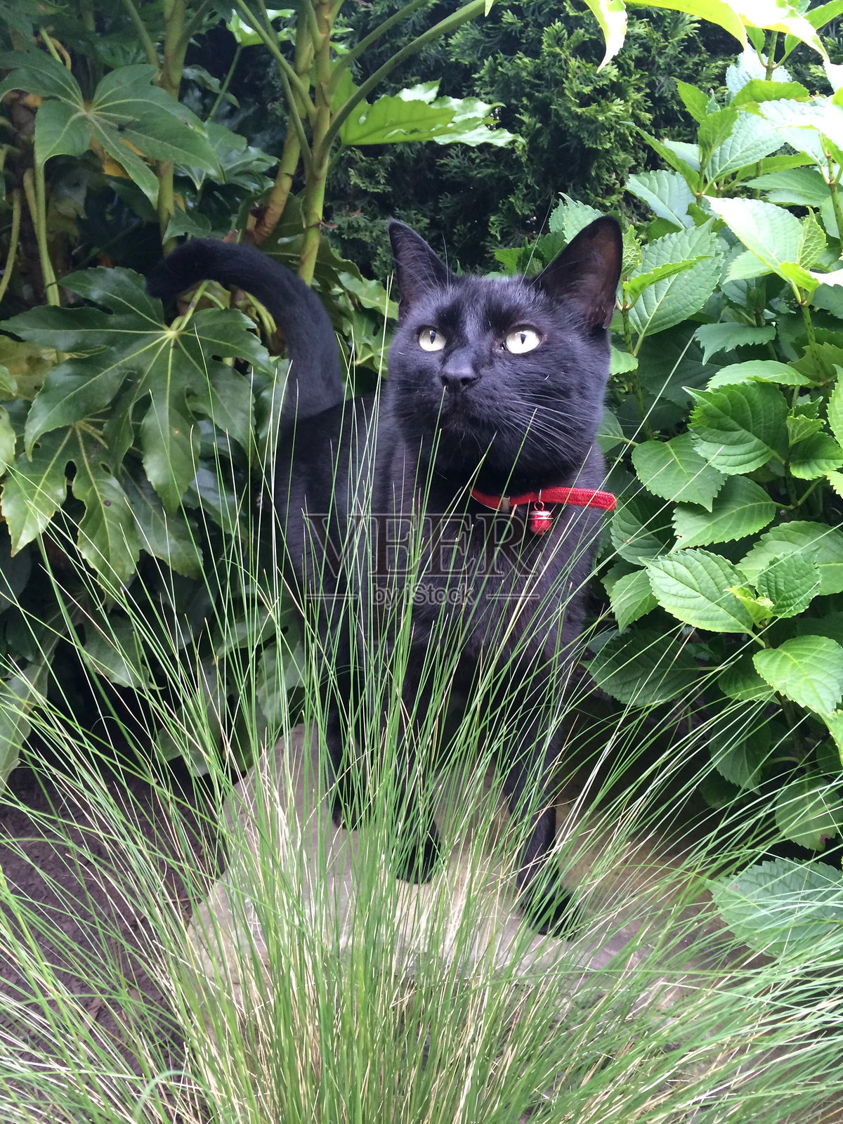 绿叶中的黑猫照片摄影图片