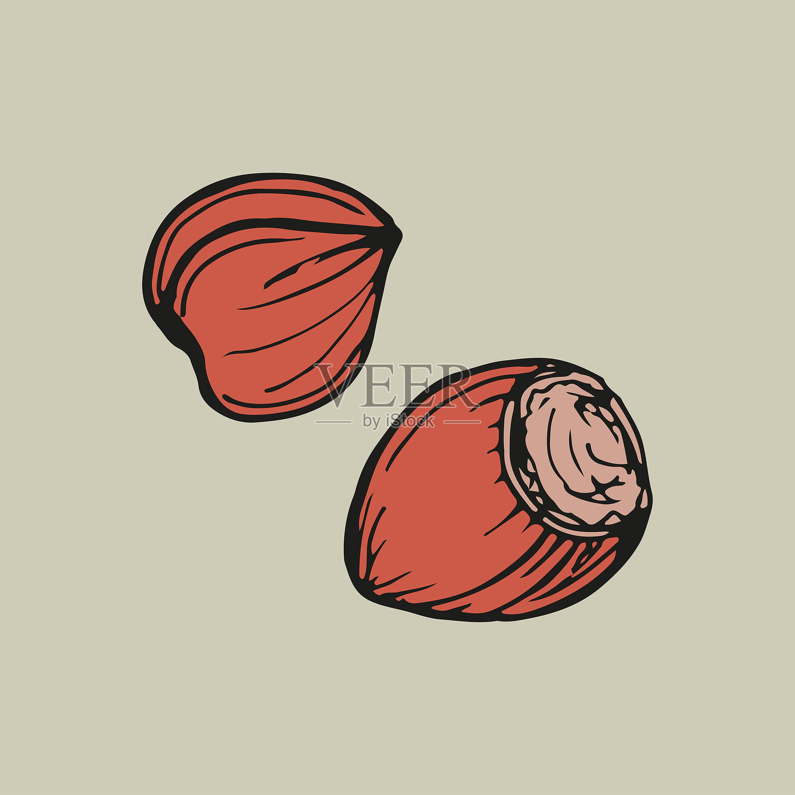 彩色榛子素描轮廓插图。简单的涂鸦绘画，采用雕刻风格。手绘矢量线条艺术剪贴画。插画图片素材