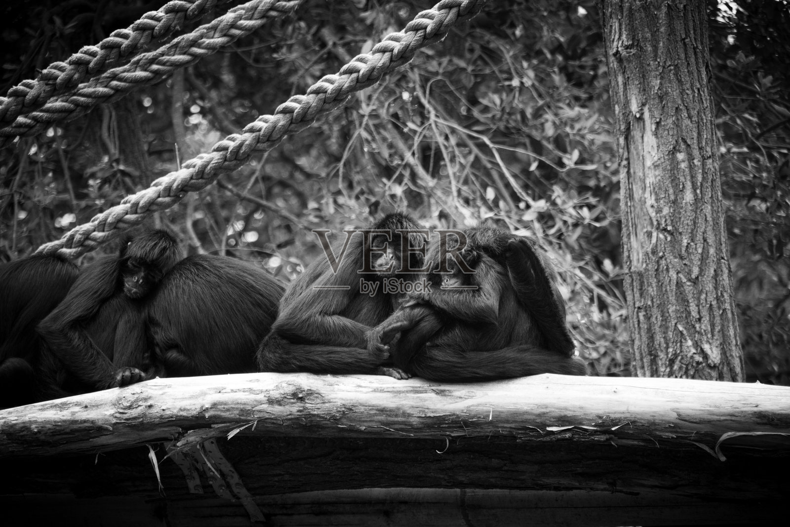 一张黑白照片，显示猴子坐在树枝上。照片摄影图片