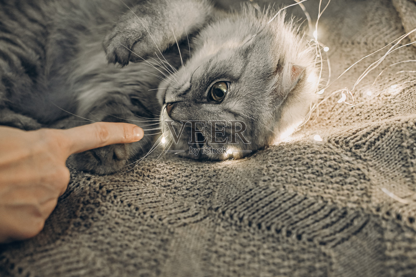 一只猫和圣诞花环。圣诞树装饰对宠物的危险。关于宠物护理的兽医建议。照片摄影图片