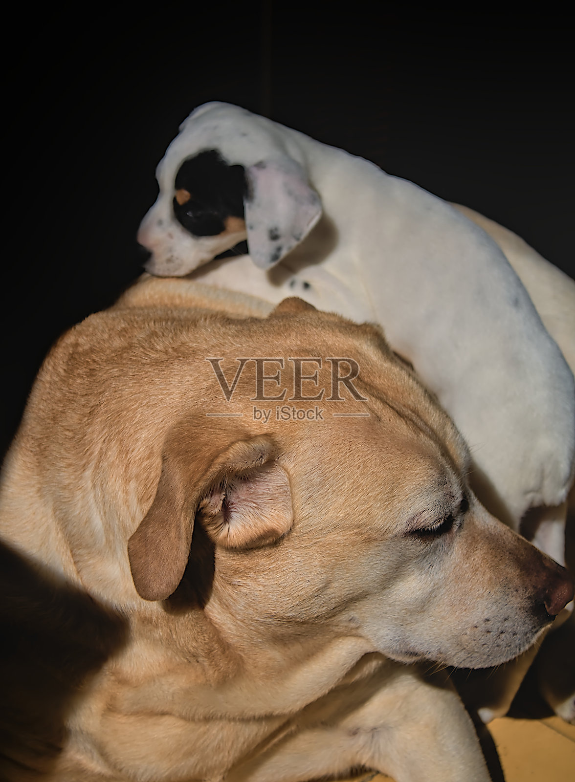 狗在阳光下休息照片摄影图片