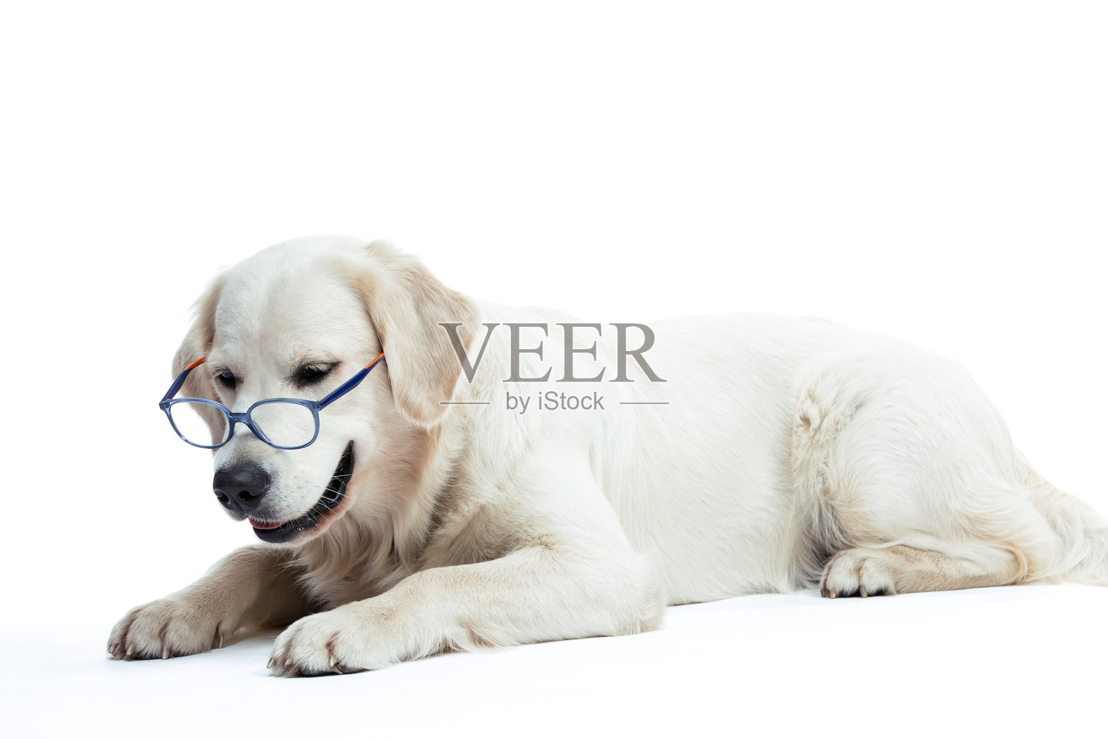 戴着眼镜的金毛猎犬肖像。照片摄影图片