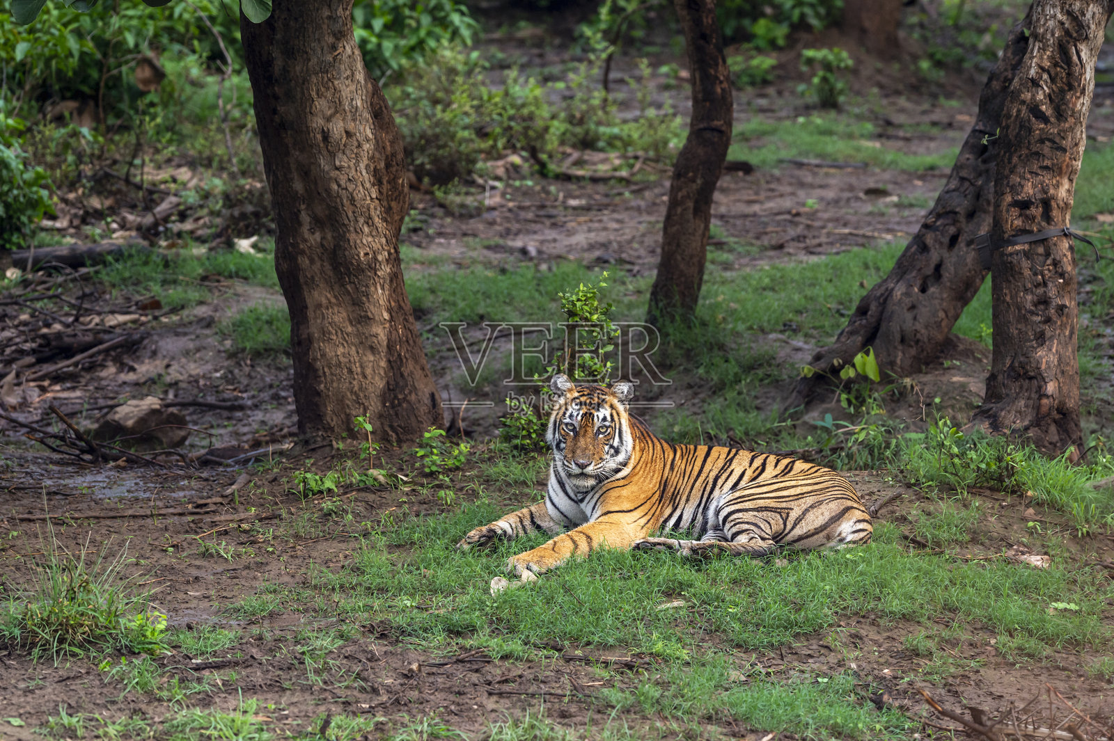 野生孟加拉雄虎或称为虎（panthera tigris）在自然绿色背景下正面坐着，目光注视，冬季傍晚的萨里斯卡国家公园森林虎保护区，阿尔瓦尔，拉贾斯坦邦，印度。照片摄影图片
