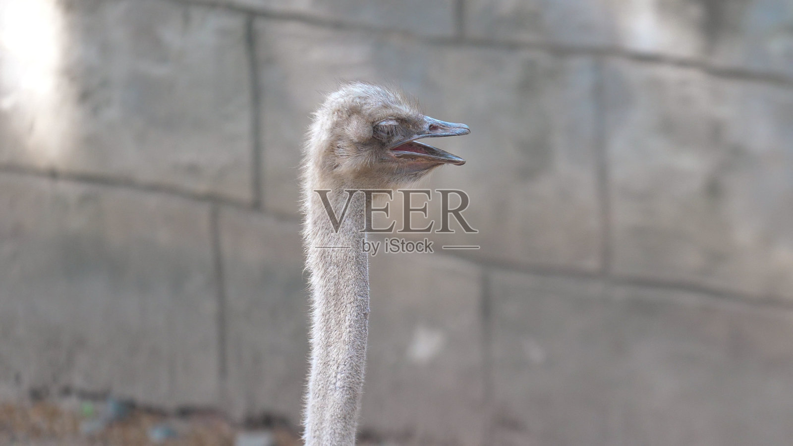 张嘴的鸵鸟站在模糊的石头背景前照片摄影图片