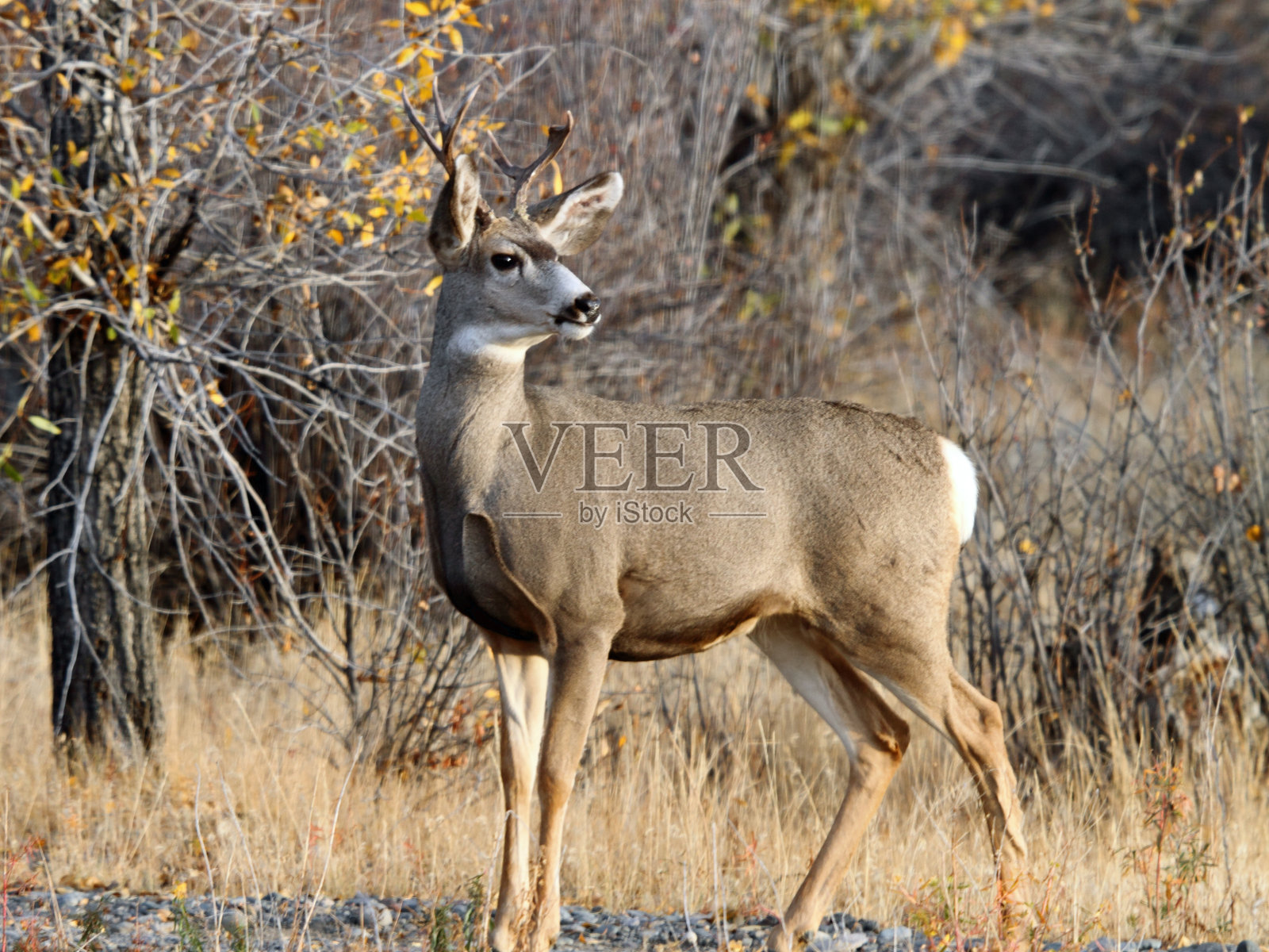 骡鹿雄性照片摄影图片