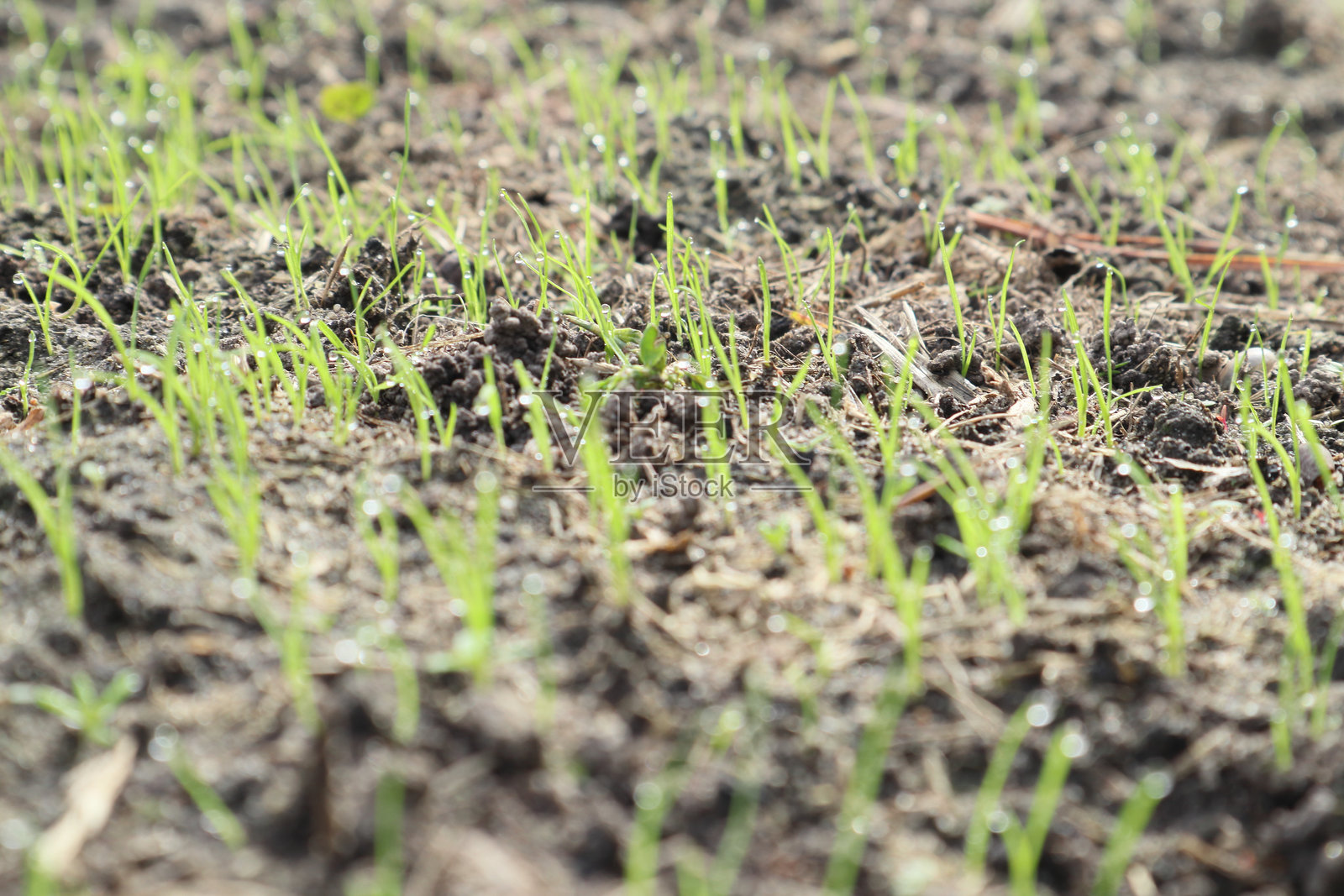 年轻植物，地面上的绿色嫩芽。年轻的嫩芽在日落时分的田野上。绿色草坪特写。照片摄影图片