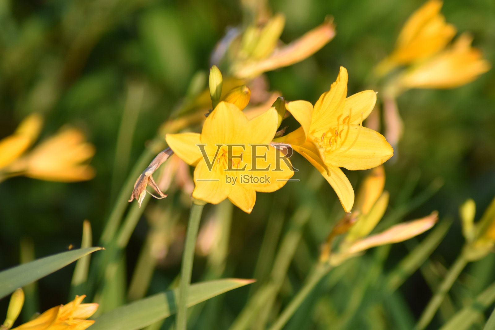 百合花照片摄影图片