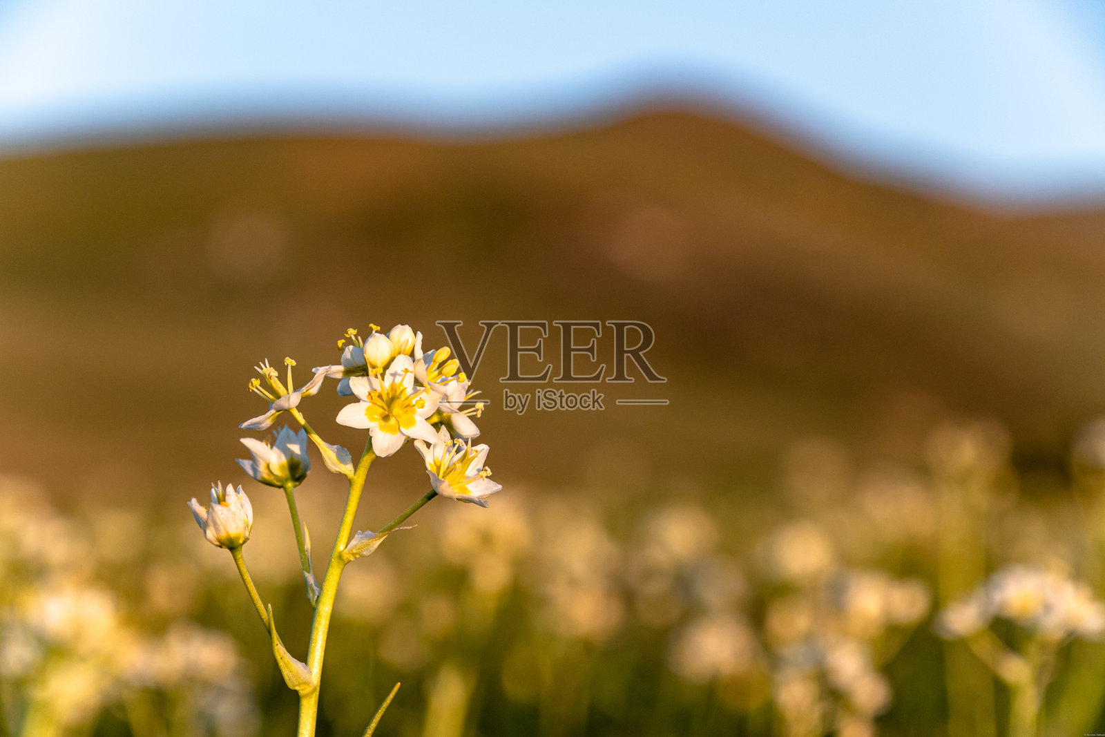 加州博德加湾海岸的野花与山脉背景照片摄影图片