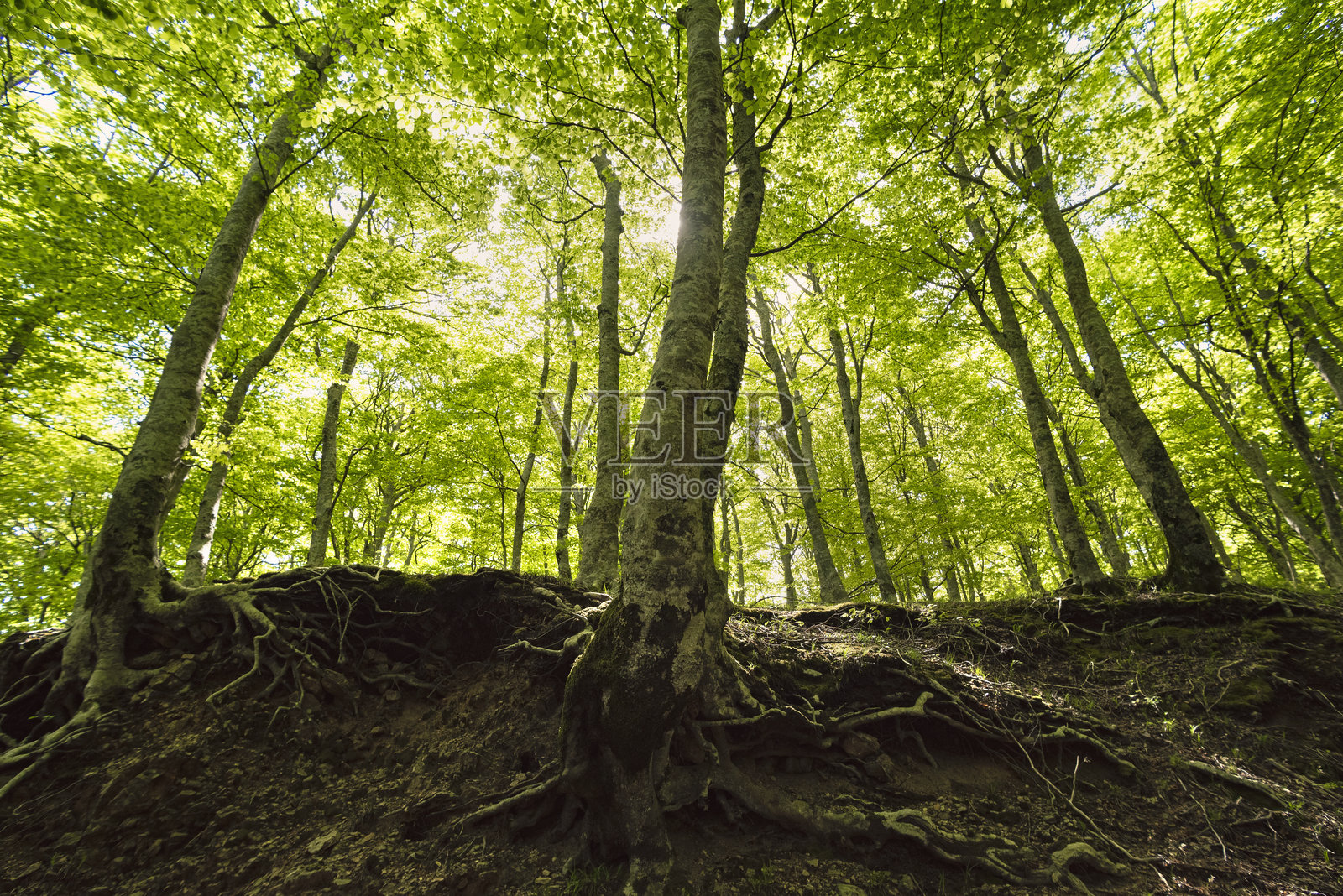 山毛榉树照片摄影图片
