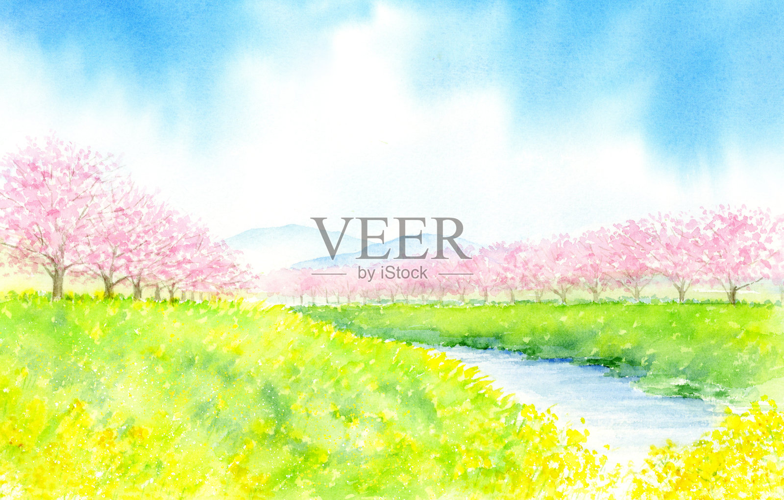 水彩画描绘了河边风景，盛开的油菜花和樱花树。插画图片素材