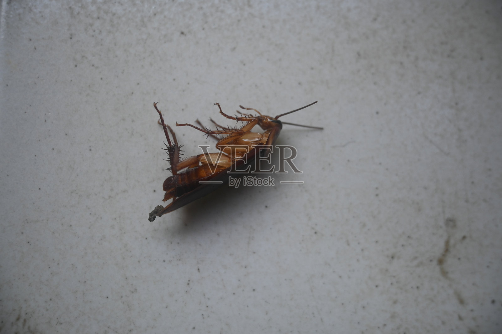 白色地板上的蟑螂。照片摄影图片