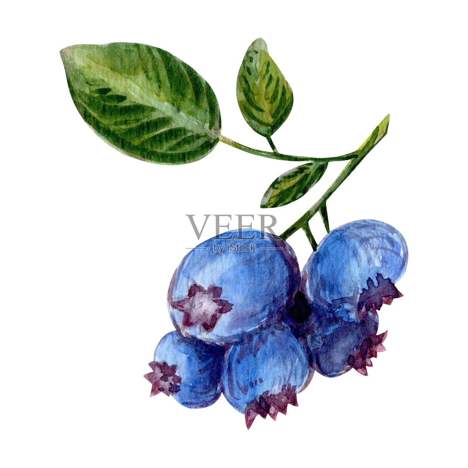蓝莓水彩系列，包含多汁的浆果和郁郁葱葱的叶子。手绘元素包括叶子、浆果和植物装饰。非常适合DIY项目、文具等。插画图片素材