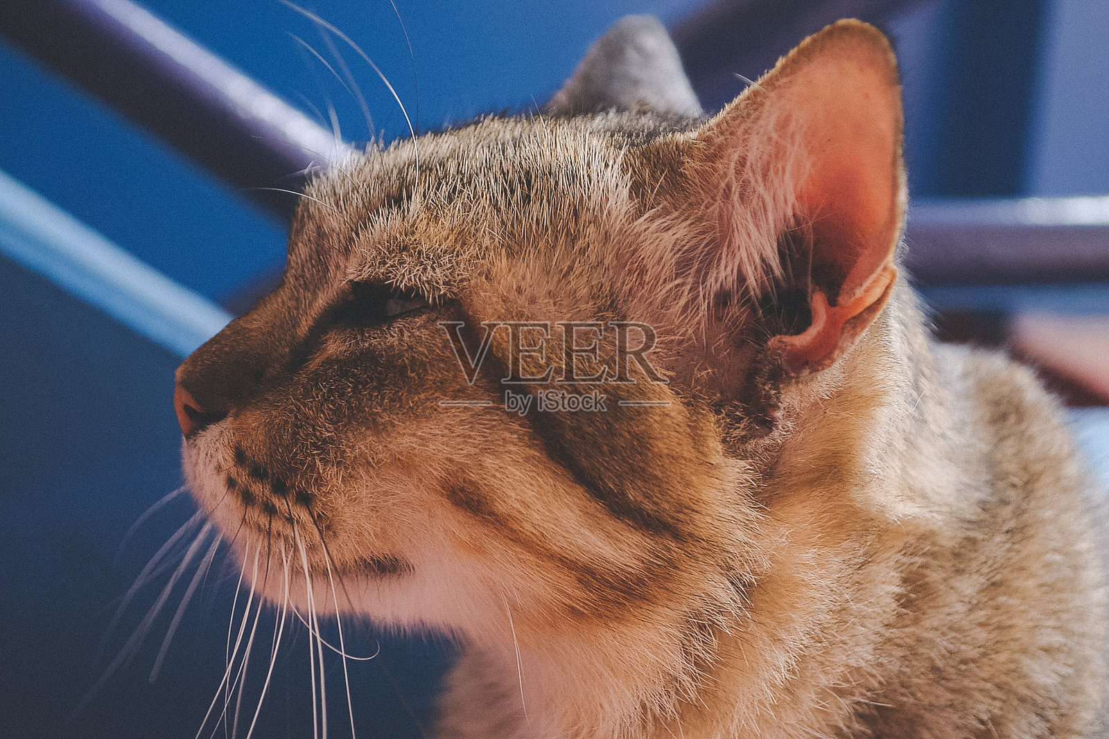 悲伤的流浪猫照片摄影图片