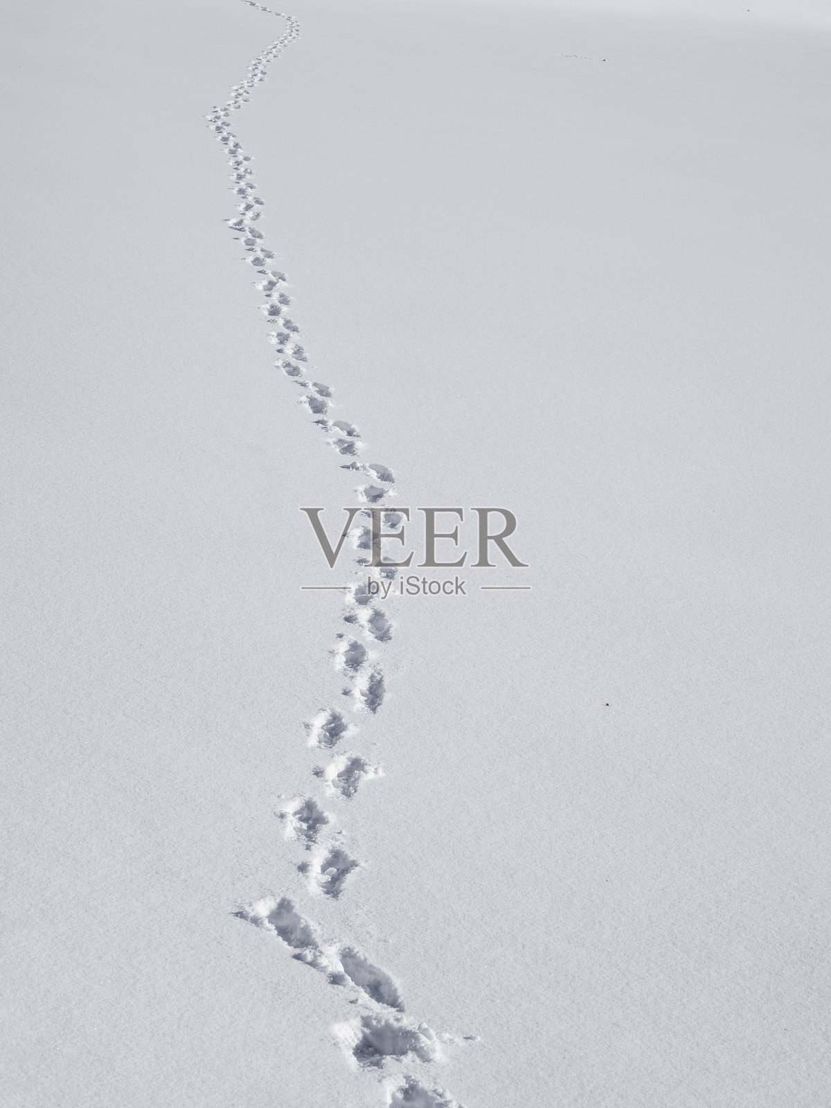 雪地上的脚印，长长的足迹照片摄影图片